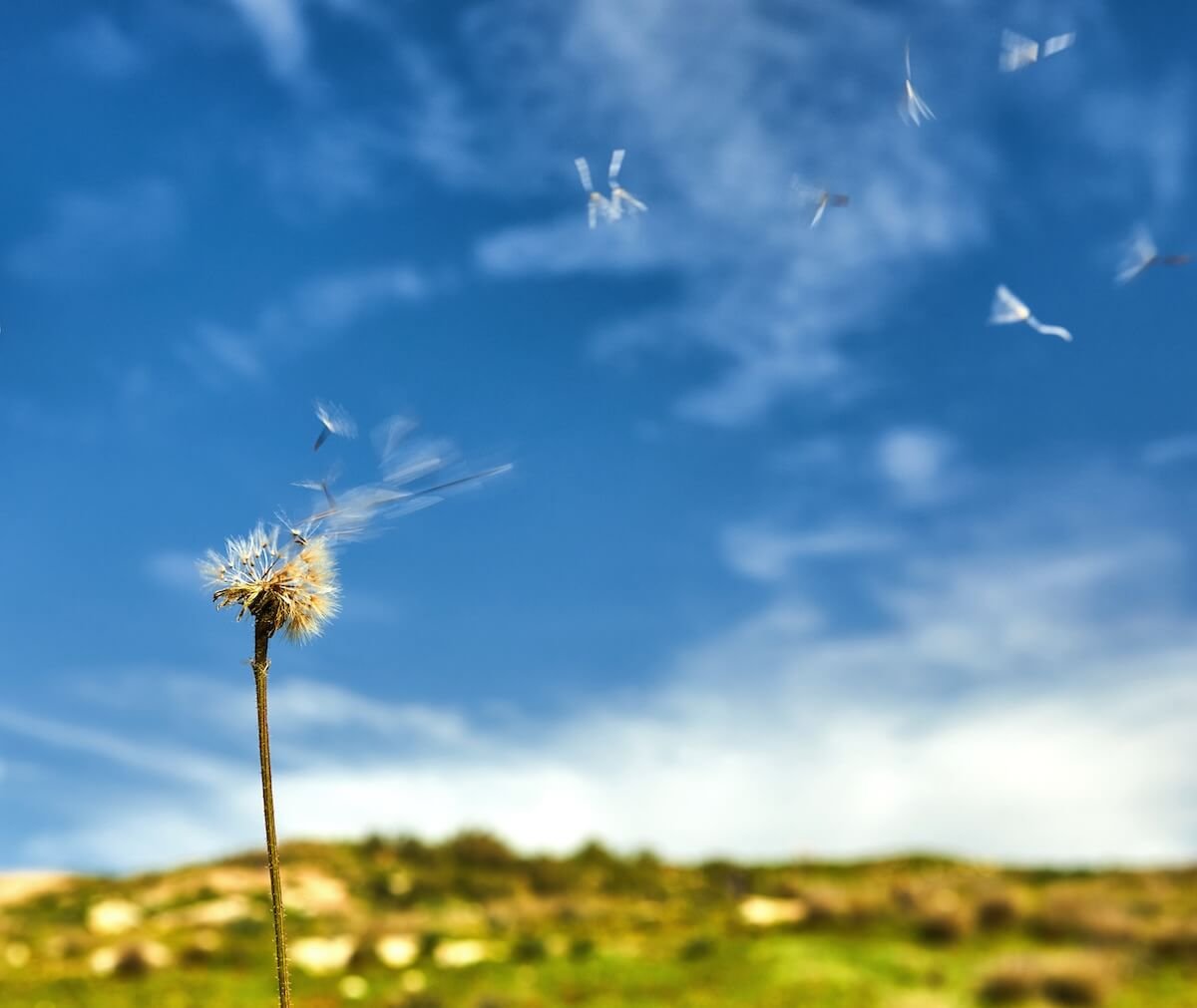Dandelion releasing seeds into the wind against a bright blue sky, symbolizing emotional release, healing, and letting go of past wounds.