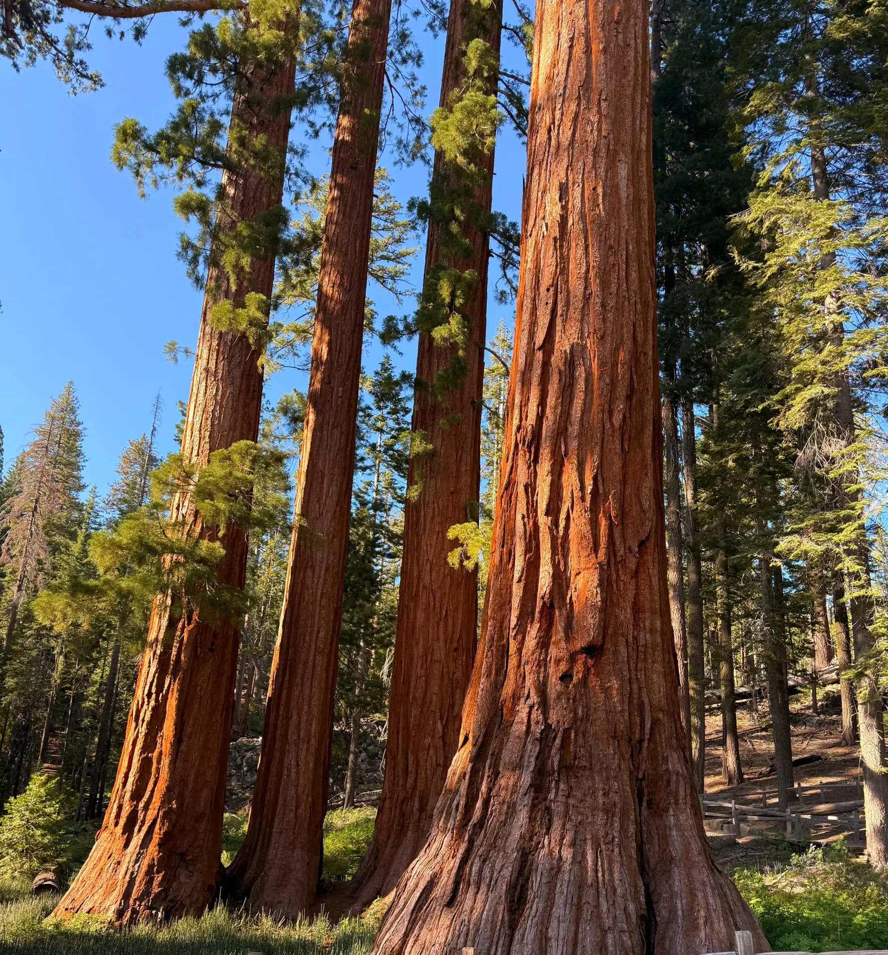 giant-sequoia-trees-close-up-yosemite