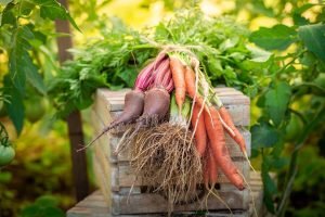 Fresh root vegetables in a garden harvest.